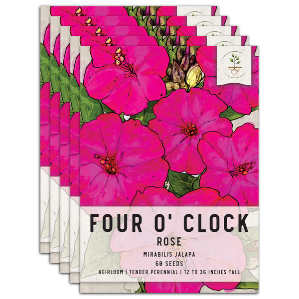 Rose Four O' Clock Seeds For Planting (Mirabilis jalapa)