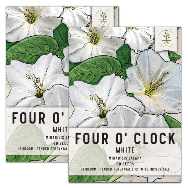 White Four O' Clock Seeds For Planting (Mirabilis jalapa)