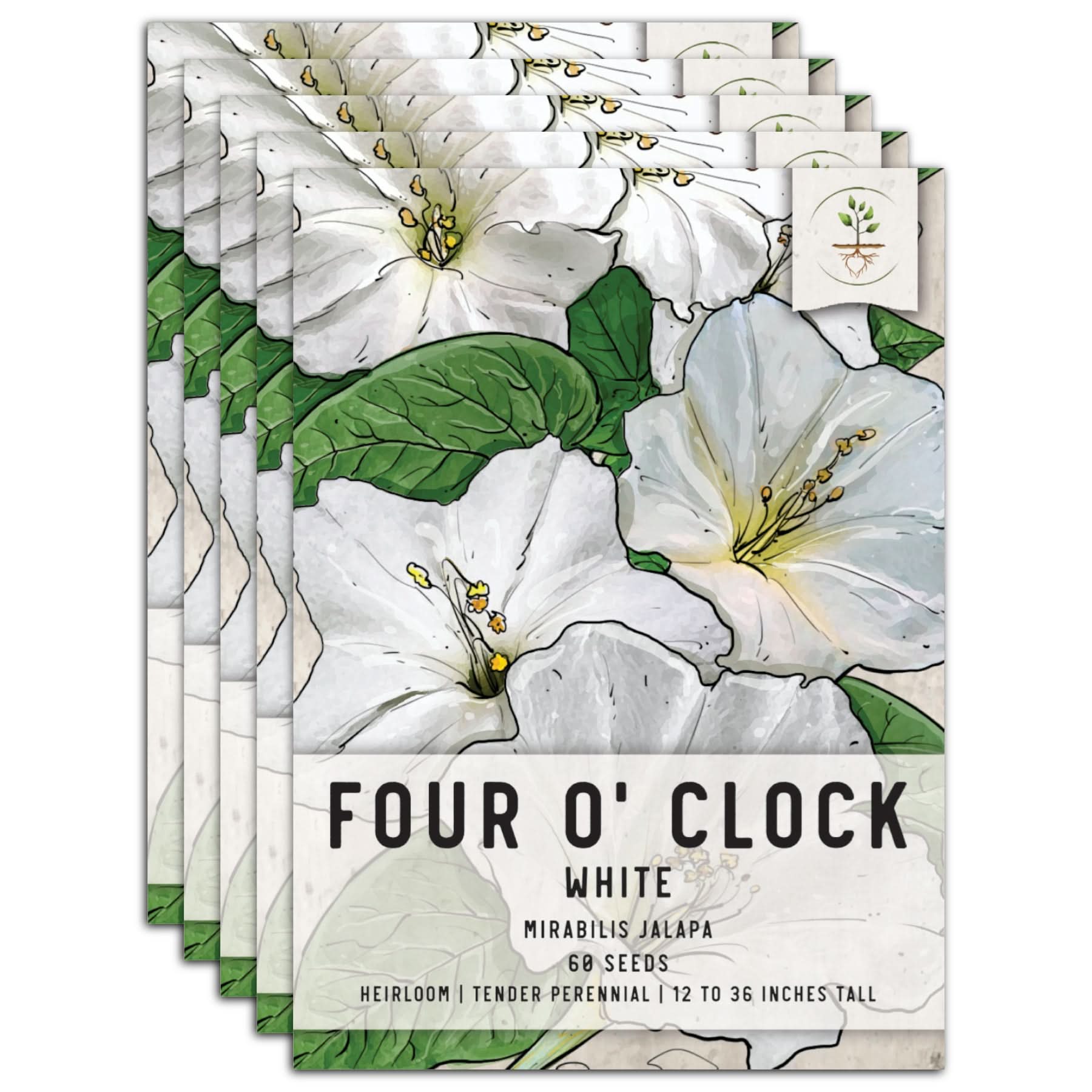 White Four O' Clock Seeds For Planting (Mirabilis jalapa) – Seed
