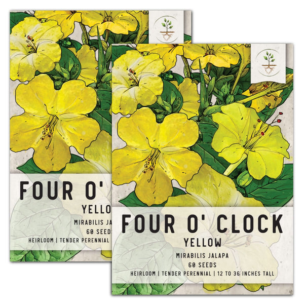 Yellow Four O' Clock Seeds For Planting (Mirabilis jalapa)