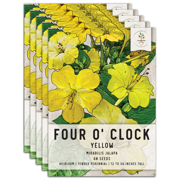 Yellow Four O' Clock Seeds For Planting (Mirabilis jalapa)