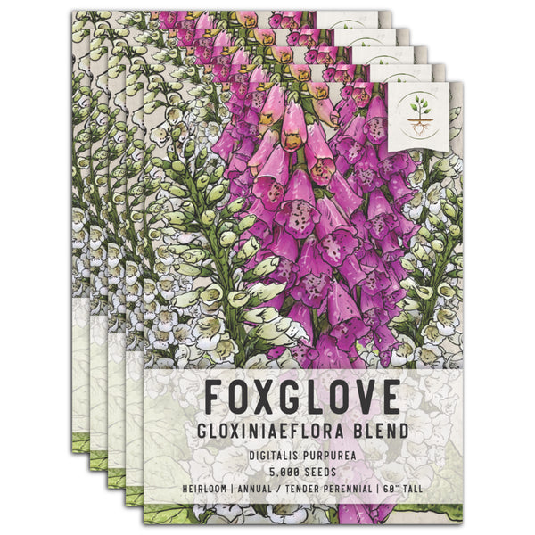Gloxiniaeflora Mixture Foxglove Seeds For Planting (Digitalis purpurea)