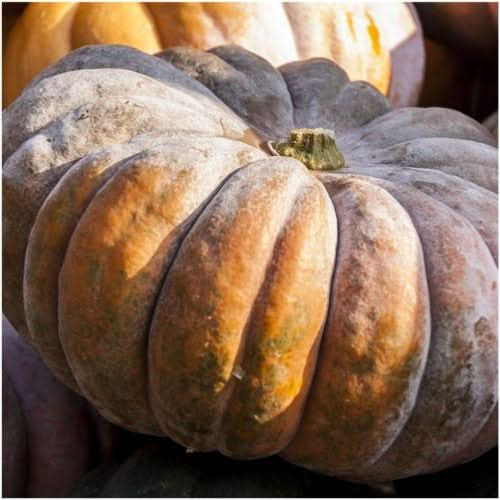 fairytale pumpkin seeds for planting