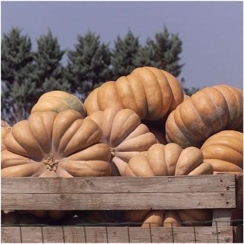 fairytale pumpkin seeds for planting