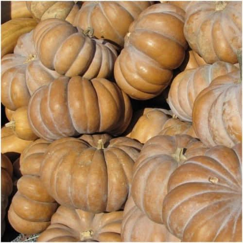 spooky mix pumpkin seeds for planting