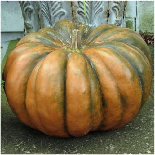 fairytale pumpkin seeds for planting