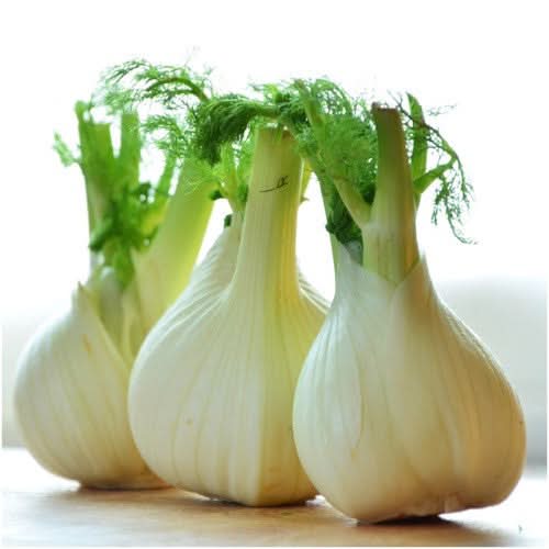 Florence Fennel Herb Seeds For Planting (Foeniculum vulgare)
