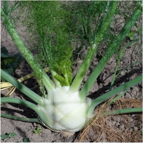 florence fennel herb seeds for planting