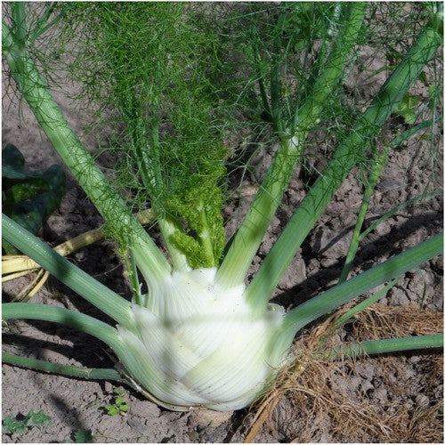 Florence Fennel Herb Seeds For Planting (Foeniculum vulgare)