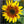 firecracker sunflower seeds for planting