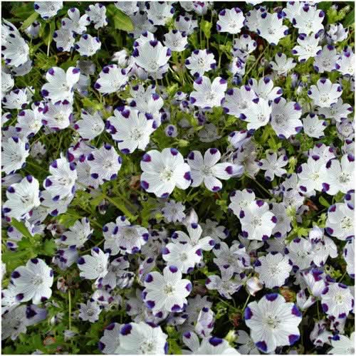 Five-Spot (Nemophila maculata)