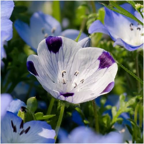 Five-Spot (Nemophila maculata)
