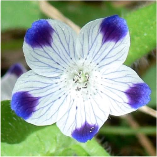 Five-Spot (Nemophila maculata)