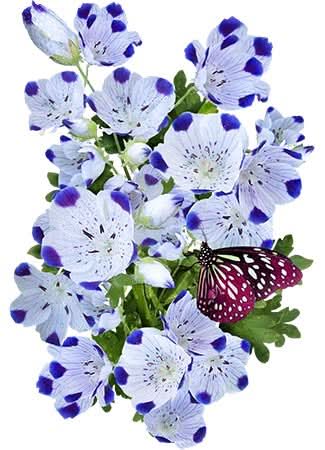 Five-Spot (Nemophila maculata)