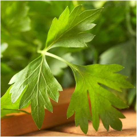 Italian Flat Leaf Parsley Seeds For Planting (Petroselinum crispum)