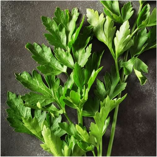 italian flat leaf parsley seeds for planting