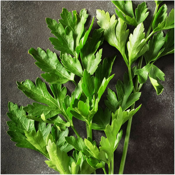 Parsley Seed Collection