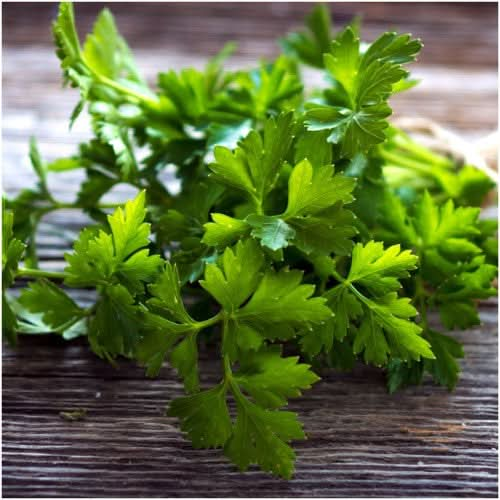 italian flat leaf parsley seeds for planting