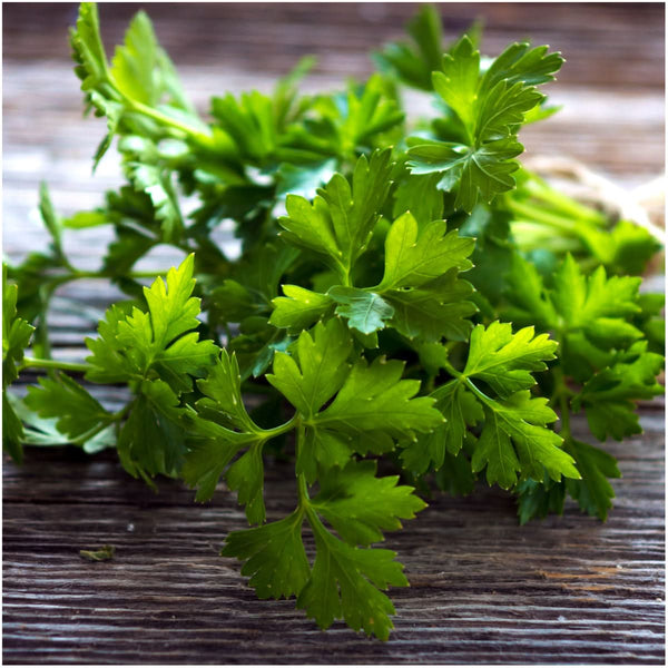 Parsley Seed Collection