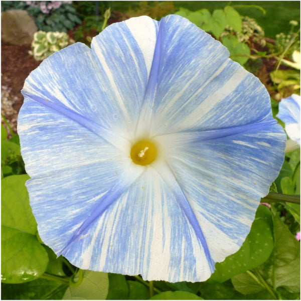 flying saucers morning glory seeds for planting