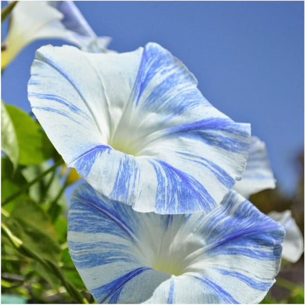 flying saucers morning glory seeds for planting