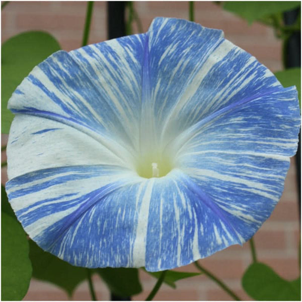 flying saucers morning glory seeds for planting