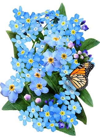 blue forget me not seeds for planting