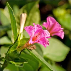 Pink Four O' Clock Seeds For Planting (Mirabilis jalapa)
