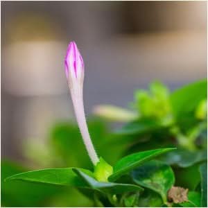 Pink Four O' Clock Seeds For Planting (Mirabilis jalapa)