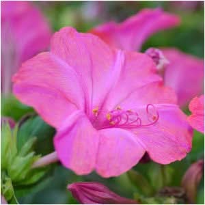 Pink Four O' Clock Seeds For Planting (Mirabilis jalapa)