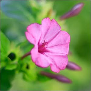 Pink Four O' Clock Seeds For Planting (Mirabilis jalapa)