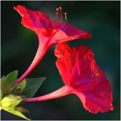 Red Four O' Clock Seeds For Planting (Mirabilis jalapa)