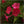 red four o clock seeds for planting