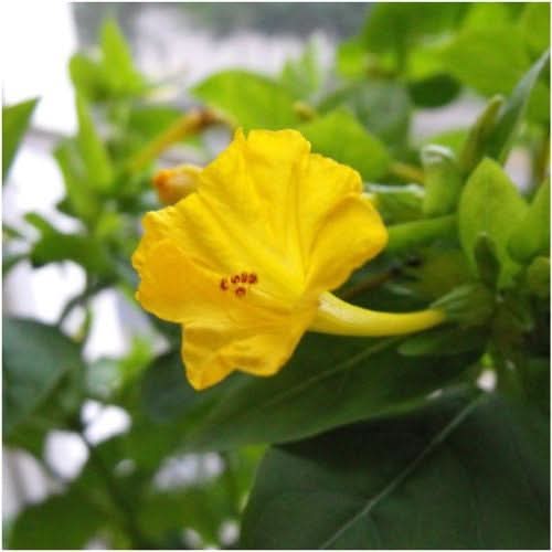 Yellow Four O' Clock Seeds For Planting (Mirabilis jalapa)