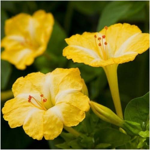 Yellow Four O' Clock Seeds For Planting (Mirabilis jalapa)