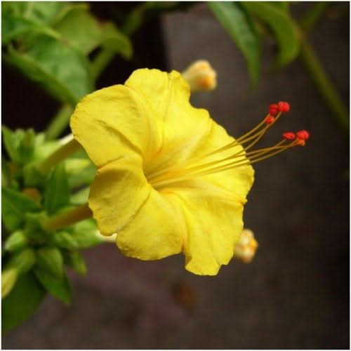 Yellow Four O' Clock Seeds For Planting (Mirabilis jalapa)