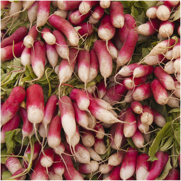 french breakfast radish seeds for planting