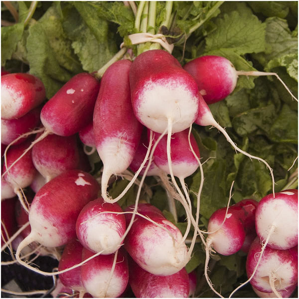 french breakfast radish seeds for planting