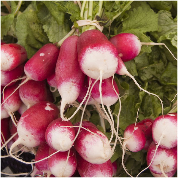 Radish Seed Collection