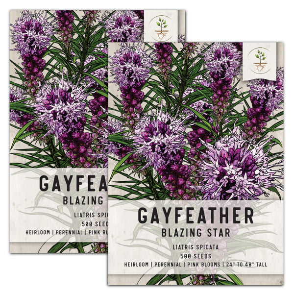 Gayfeather Wildflower Seeds For Planting (Liatris spicata)