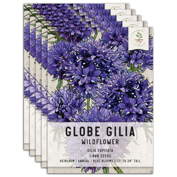 global flower seeds Globe Gilia Flower Seeds For Planting (Gilia capitata) Seed Needs – Seed Needs LLC