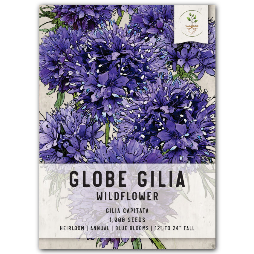 Globe Gilia Flower Seeds For Planting (Gilia capitata)