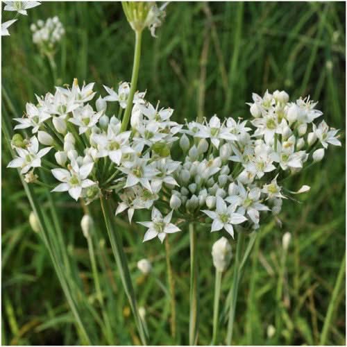 Garlic Chives Herb Seeds For Planting (Allium tuberosum)