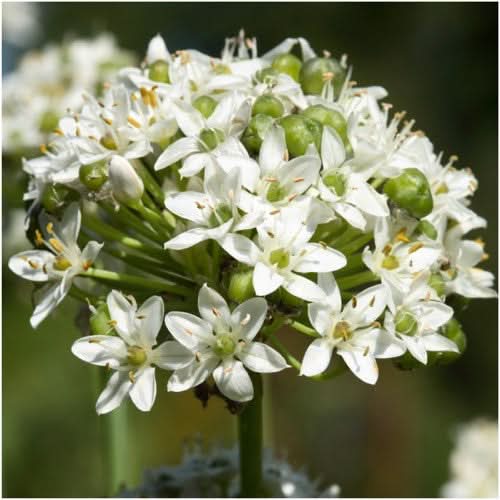 Garlic Chives Herb Seeds For Planting (Allium tuberosum)