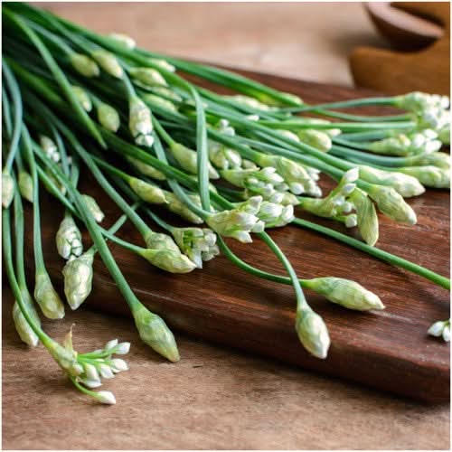 Garlic Chives Herb Seeds For Planting (Allium tuberosum)
