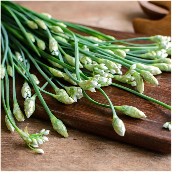 Chives Seed Packet Duo