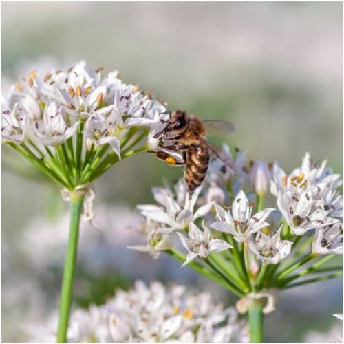 Garlic Chives Herb Seeds For Planting (Allium tuberosum)