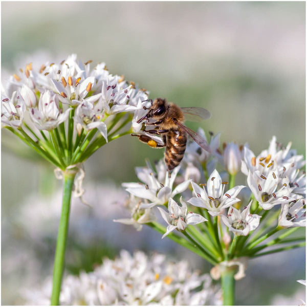 Chives Seed Packet Duo