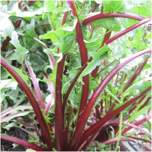 GARNET STEM DANDELION SEEDS FOR PLANTING