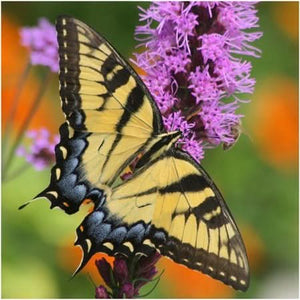 Deer Resistant Wildflower